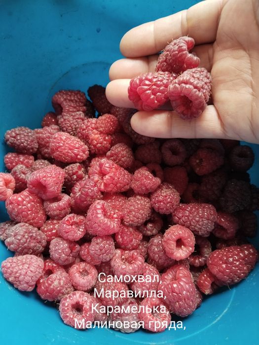 Продам саженцы малины ремонтантные сорта