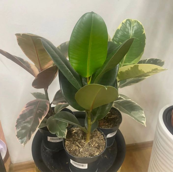 Фикус «коучконосный»