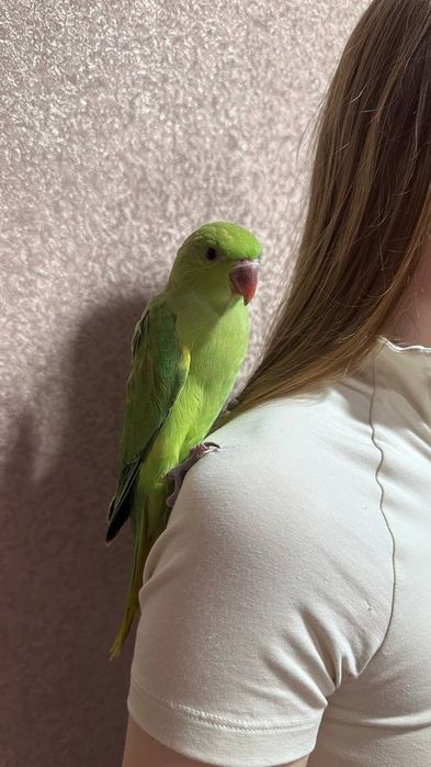 Ожереловый попугай птенцы