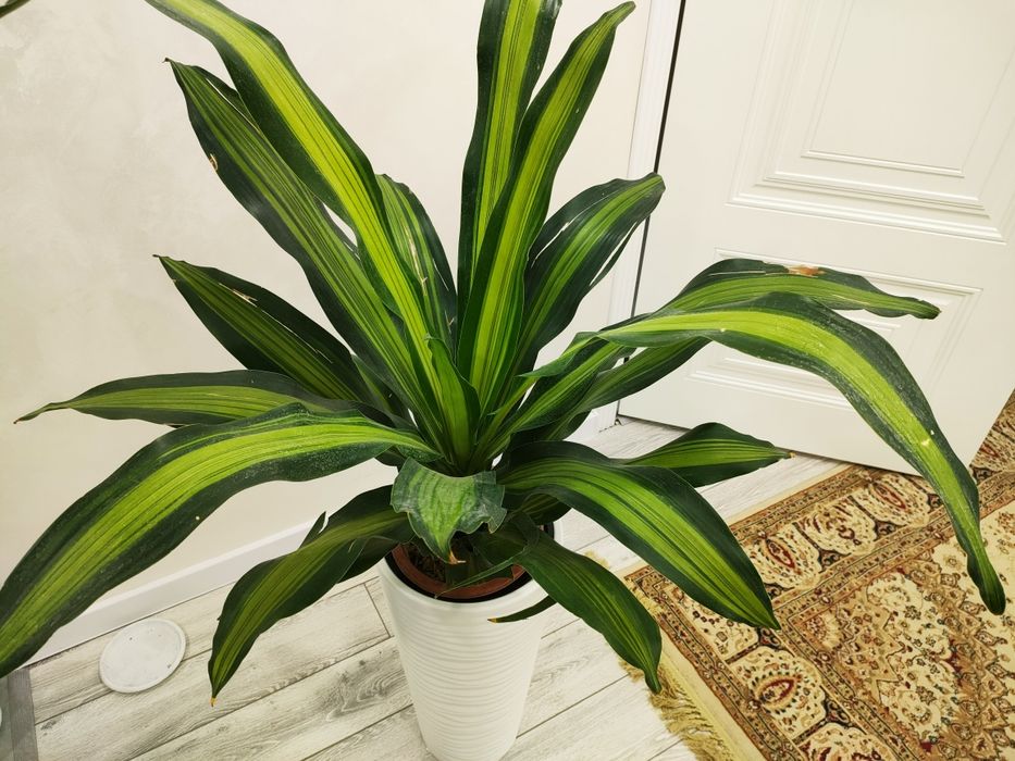 Комнатные растения, Доставка