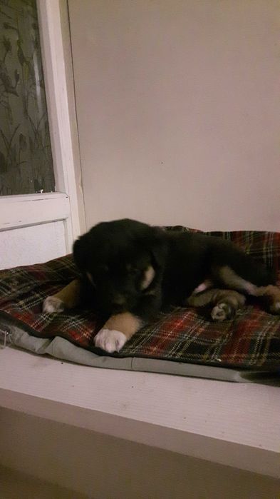 Щеночки- звоночки дружочки