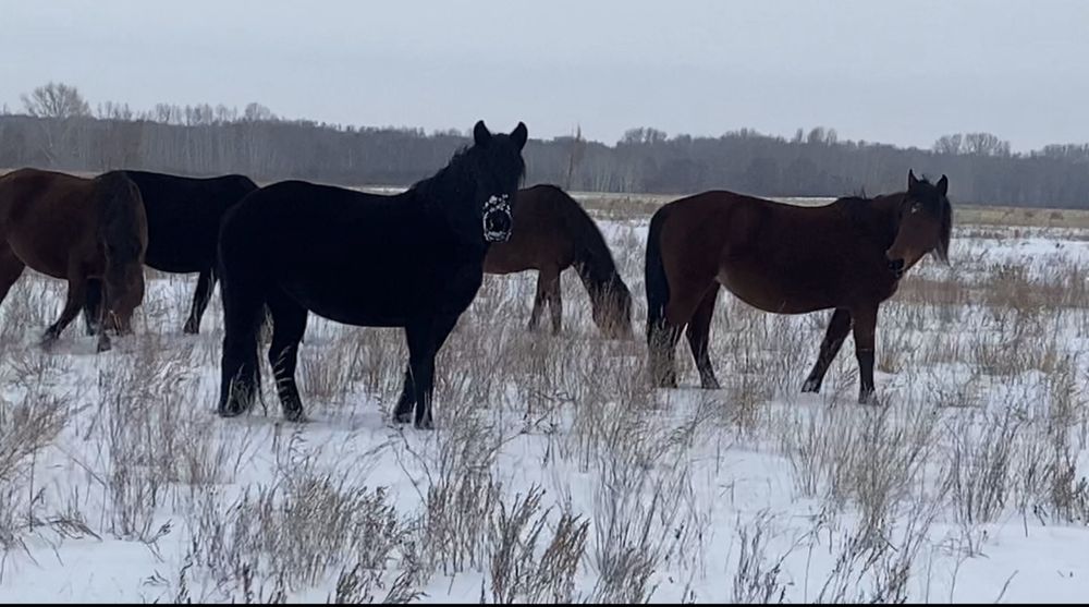 Продам табун лошадей (кобылы + жеребец)