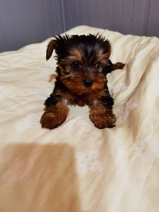 Yorkshire Terrier  mini mini