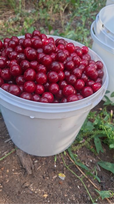 Продам свежесобранную вишню