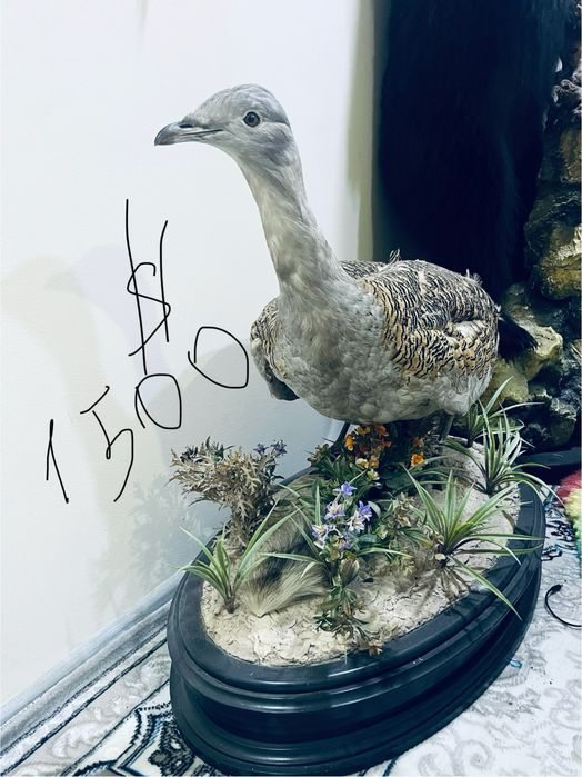 Tirik hayvonlarni mulyaji sovg’agayam Ajoyib tanlov