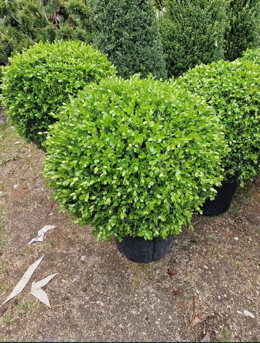 Vând plante ornamentale de diferite specii