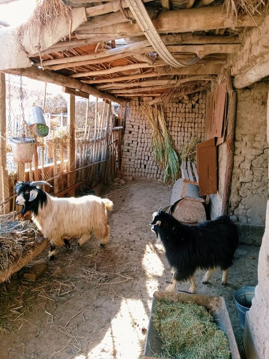 Aq serke men qara eshik satiladi