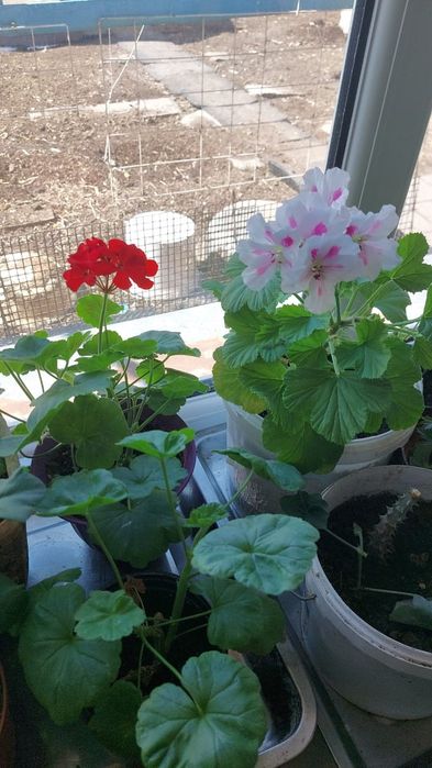 Цветы комнатный разный