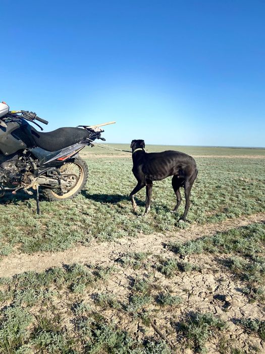 Грейхаунд                    .