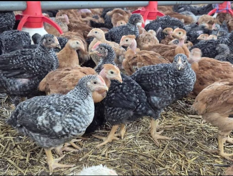 Puii albi si rasă mixta