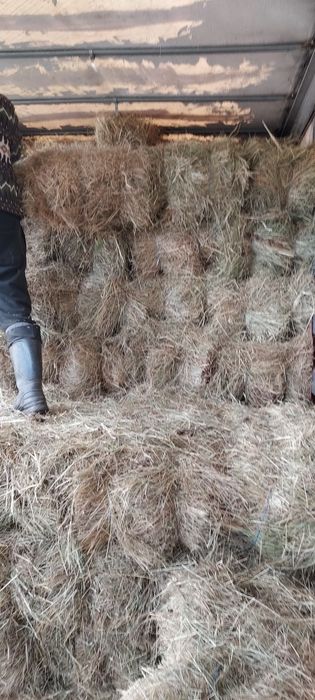Baloți de fân, lucernă dreptunghiular,rotund! Se asigura transport!
