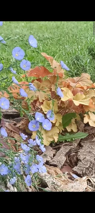 Цветы разные продам