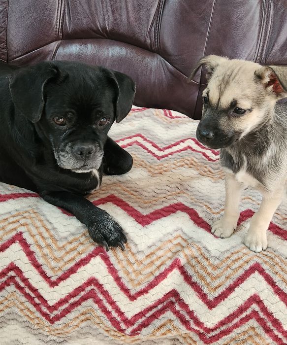 Отдам в добрые руки