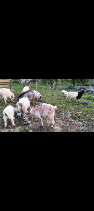 Vând 6 capre și 4 iede foarte bune de lapte preț 4000  milione