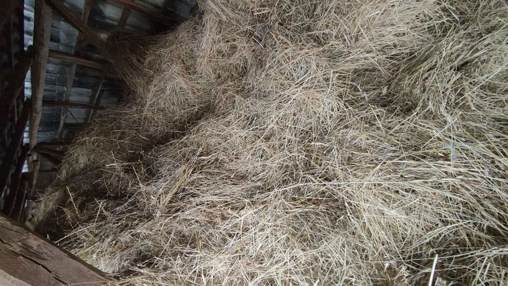 Fân fân fân fân calitate bună