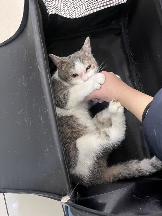 Кошечка 9месяцев