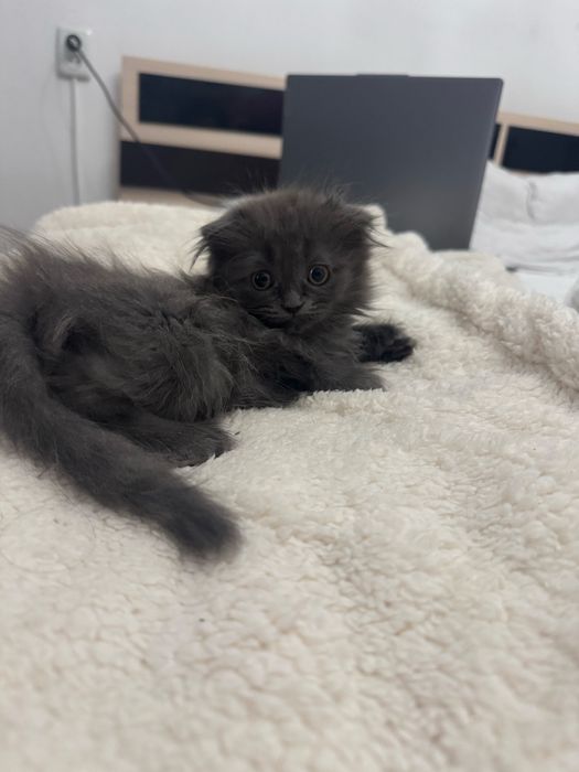 Отдам котенка в добрые руки