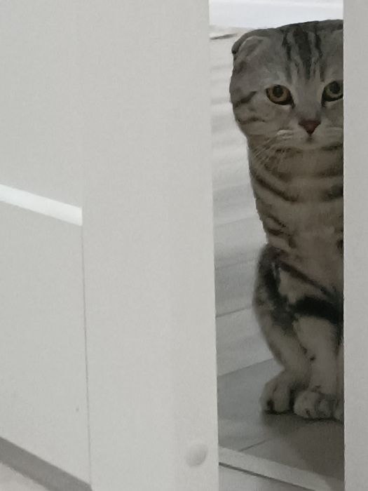 Отдам даром шотландский вислоухий