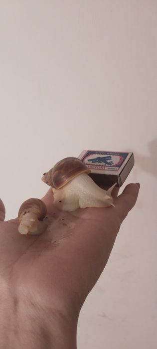 Продам улиток Ахатина