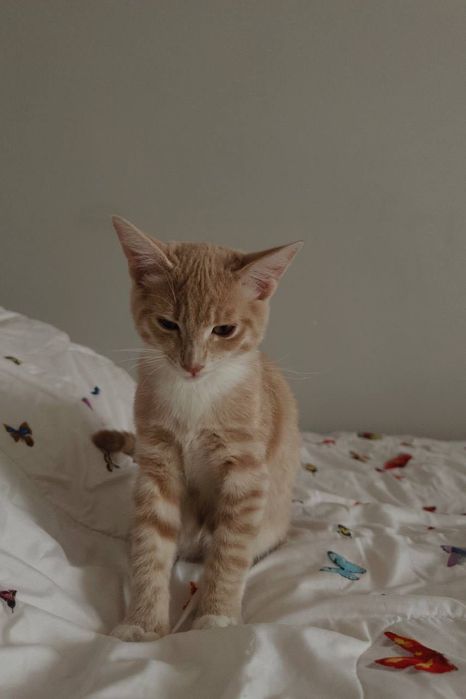 Игривый котенок 4 месяца