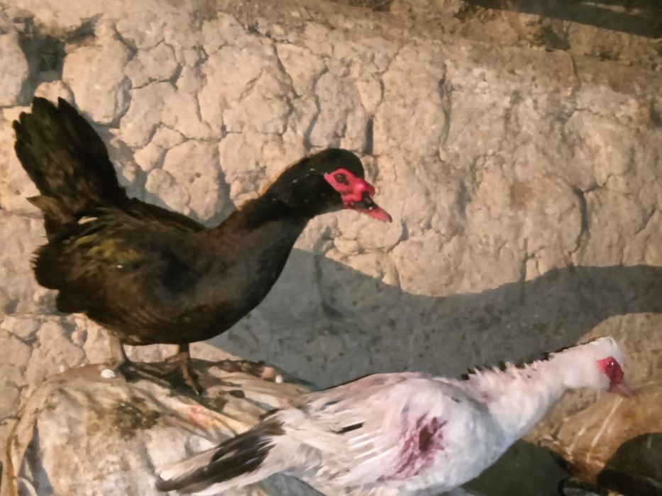 Продам индоуток (мускусных уток)