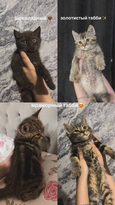 Продаю котят в хорошие руки