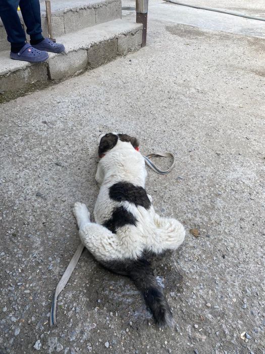 Алабай күшік сатылады