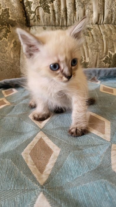 Отдам котят в добрые руки