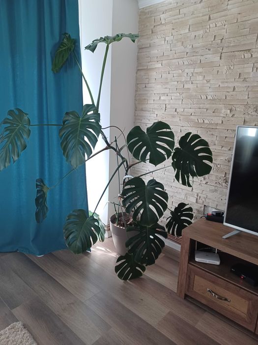 Vand planta de interior Monstera Deliciosa