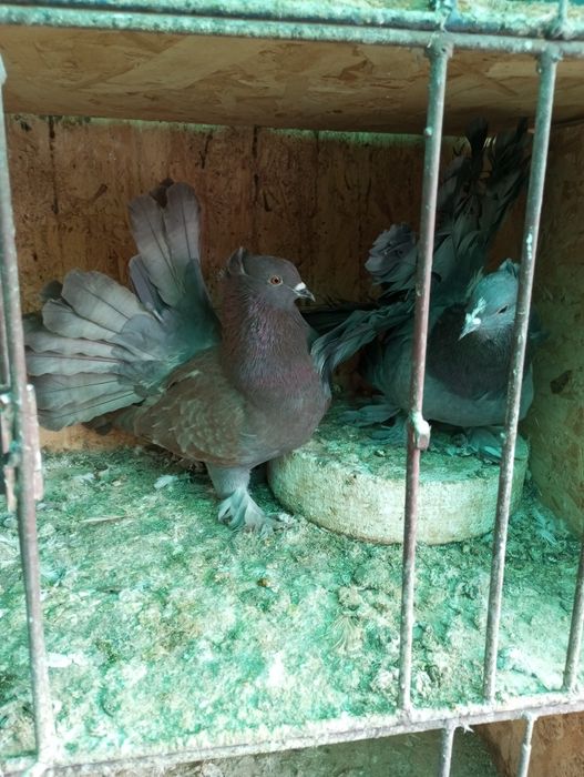 Porumbei ornament de vânzare