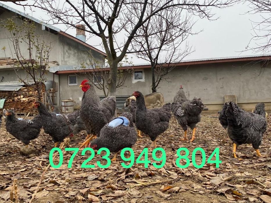 Oua incubat pui gaini de rasa Australorp Brahma Jersey Giant La Bresse