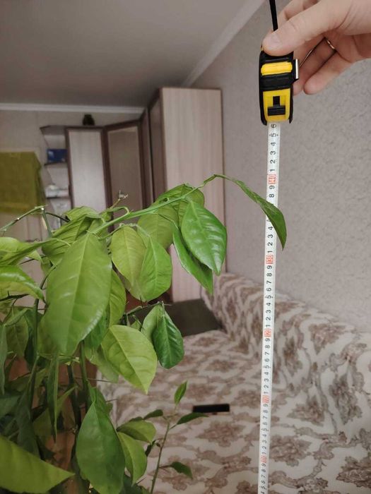 Лимон цветок 1,5 метра