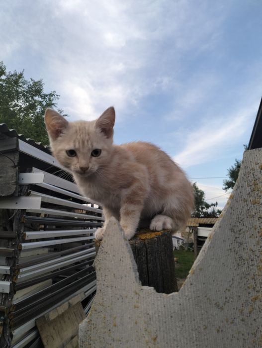Отдадим кота в добрые руки!
