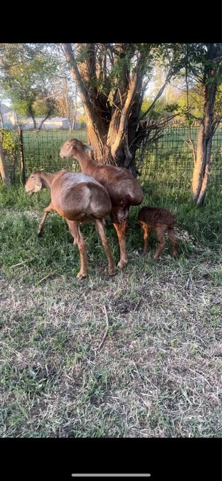 Арашан саулық қойлар