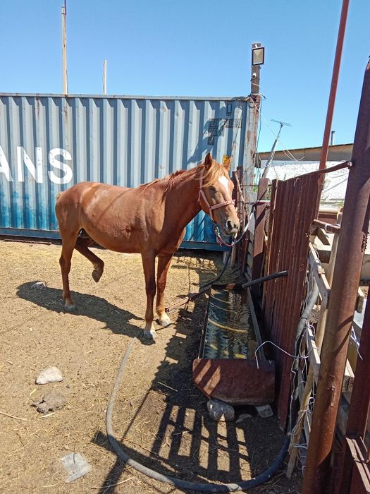 Айгыр сатылады кунанан доненге шыкты