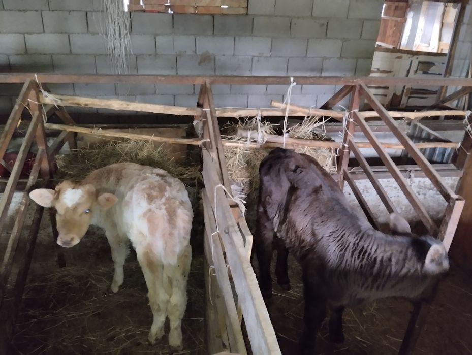 Продаются телочки