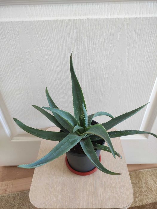 Алоэ вера 2000.     .