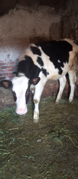 Свободно женско  теле