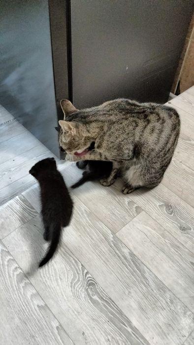 Отдам 4 котят в добрые руки