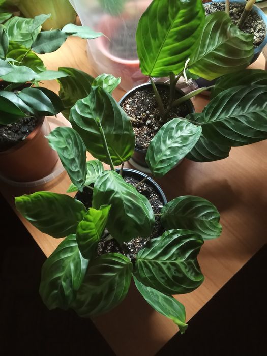 Валлота луковичное Растение