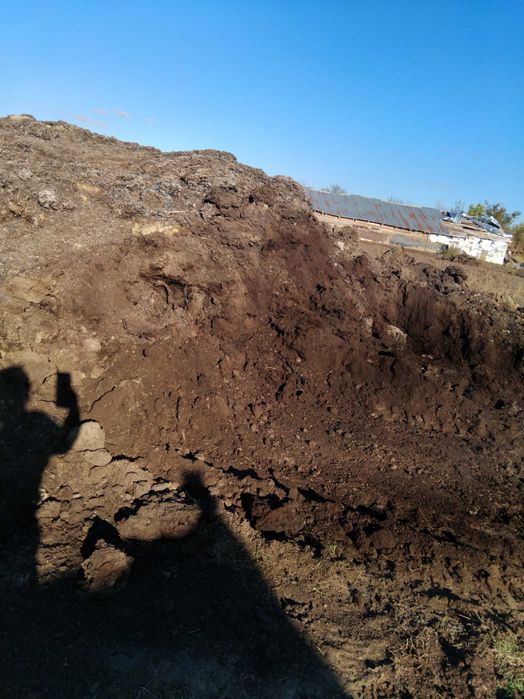 Mranita de oaie putrezită