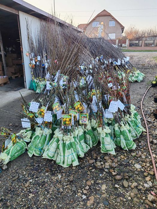 pomi columnari cu radacina ambalata