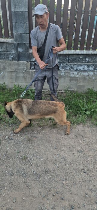 Малинуа Бельгийская