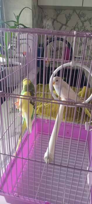 Попугай волнистый