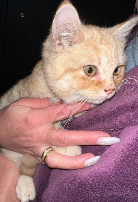 Продаётся котёнок