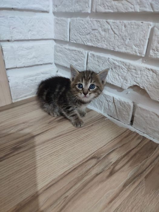 Котята,бесплатно