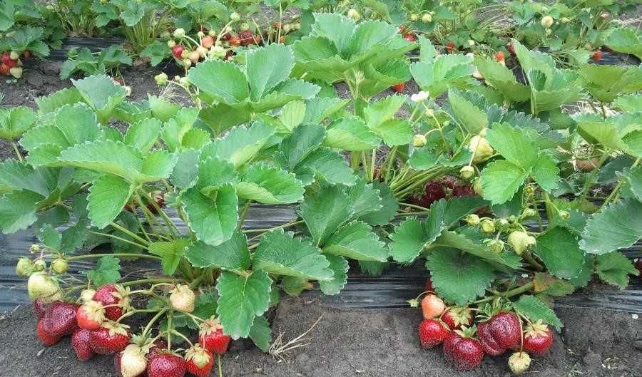 Продавам ягодов расад сортове СОФИЯ и БИЛЯНА