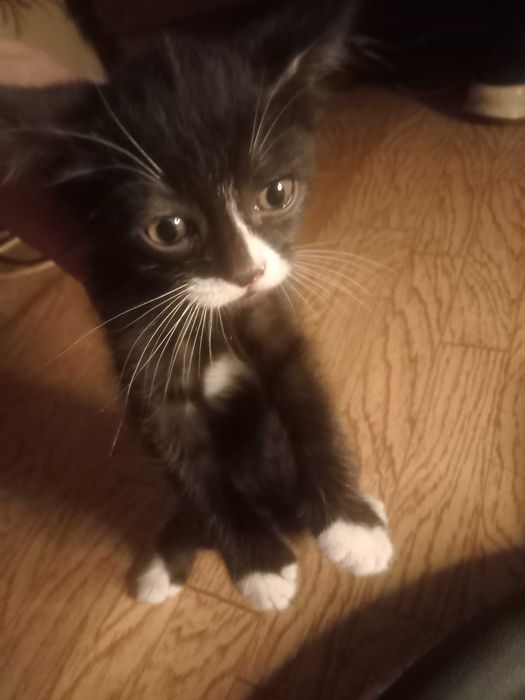 Отдается котенок