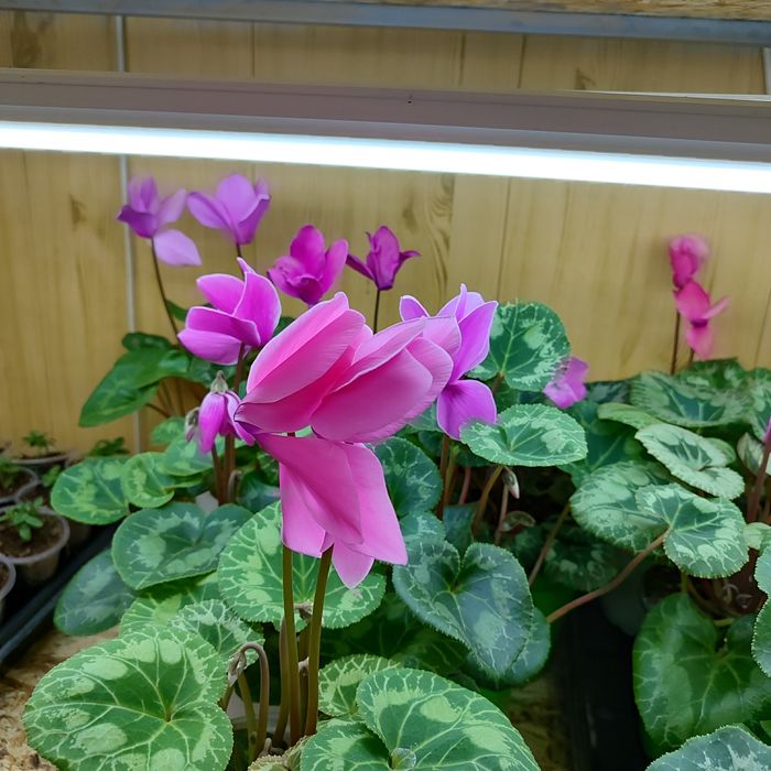 Цикламены ( комнатные цветы) цветущие