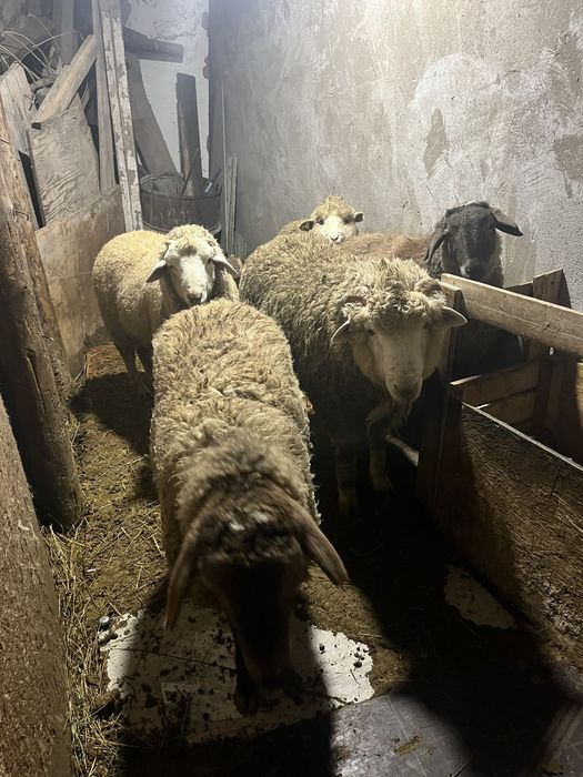 Продам баран готовый